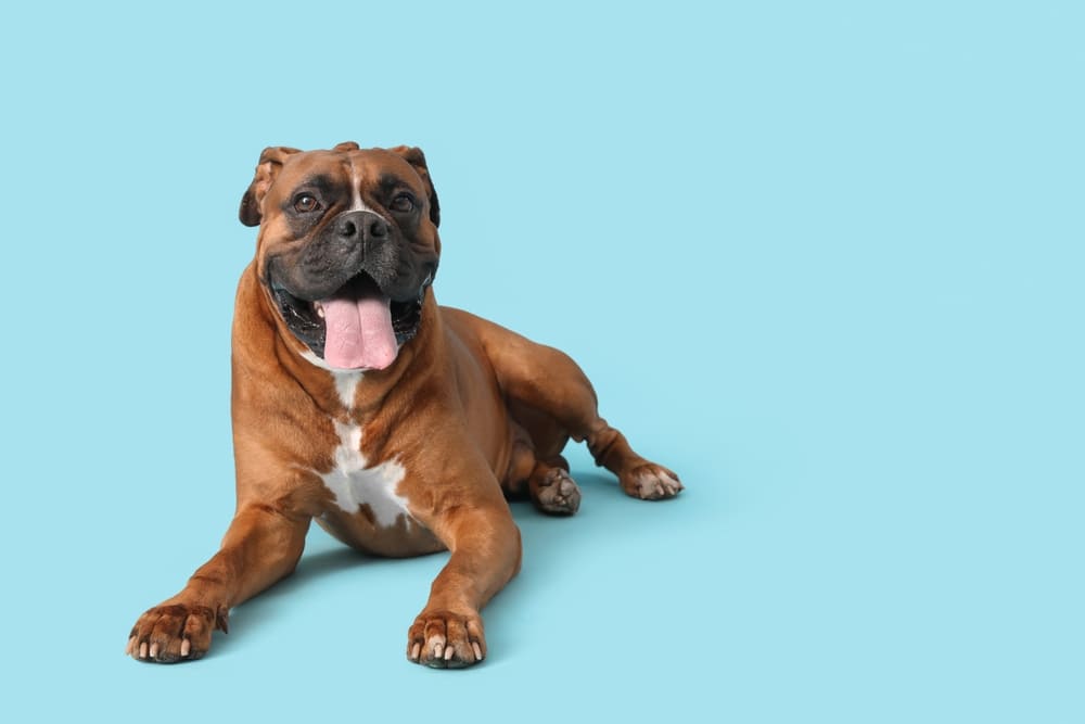 Описание породы собак немецкий боксер есть в стандарте