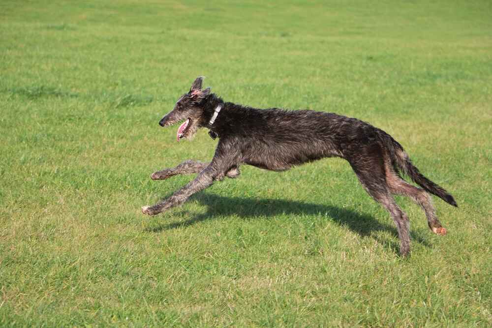 Шотландская борзая в саду