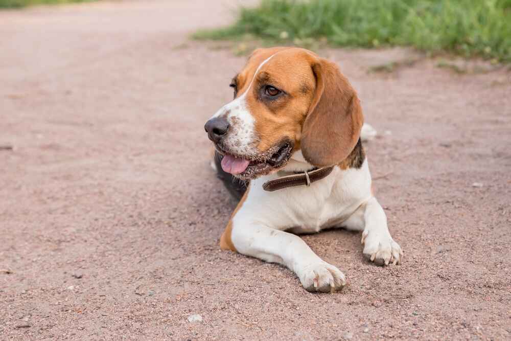 Бигль лежит на земле