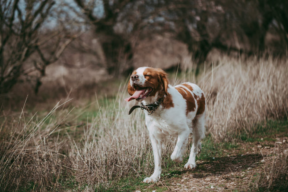 Довольный бретонский эпаньоль
