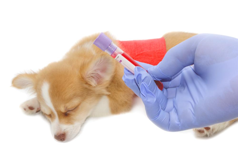 Общий и биохимический анализ крови у собак: расшифровка и таблицы 