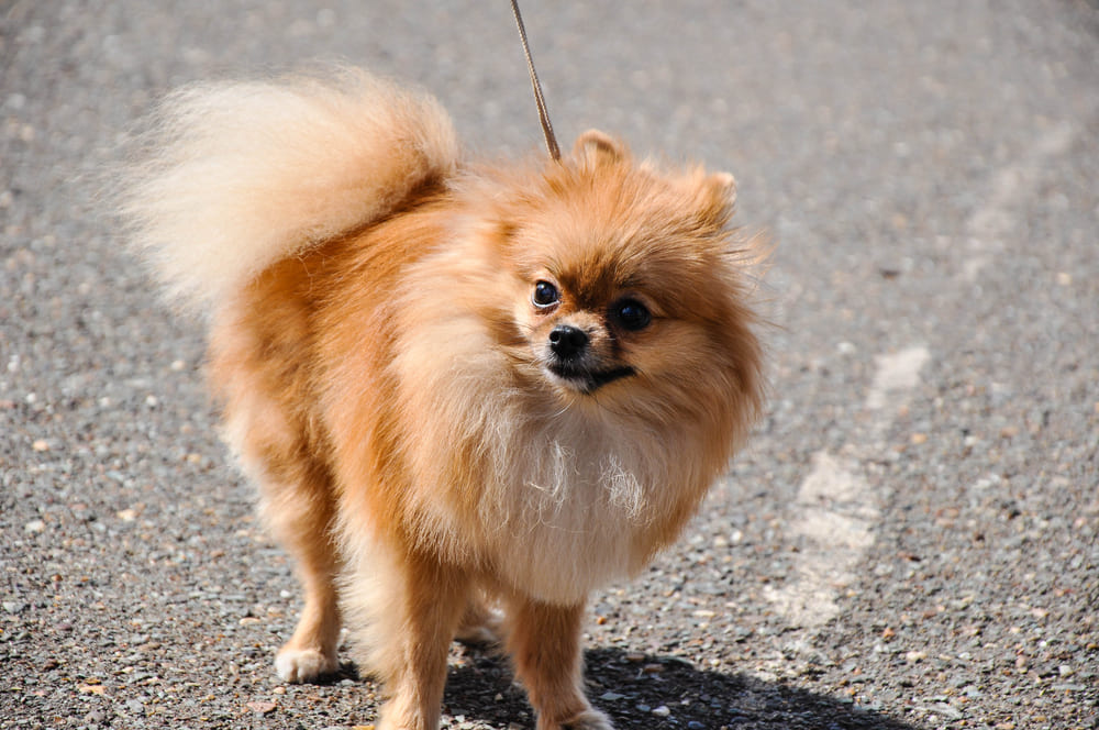 Рыжий померанский шпиц гуляет на поводке