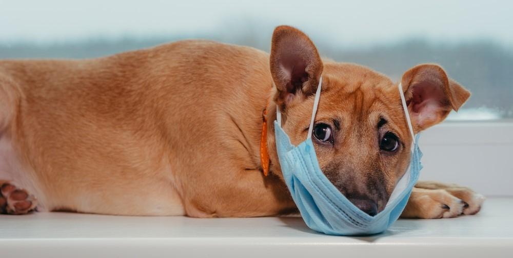 Трахеит у собак: лечение и симптомы