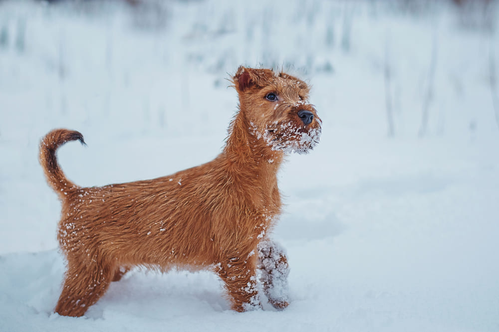 Ирландский терьер зимой