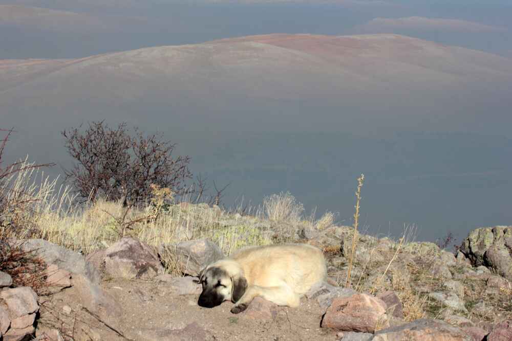 Анатолийская овчарка в горах