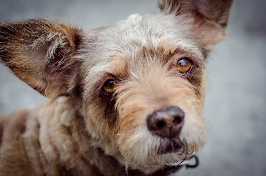 Энцефалит у собак: симптомы, лечение и прогнозы
