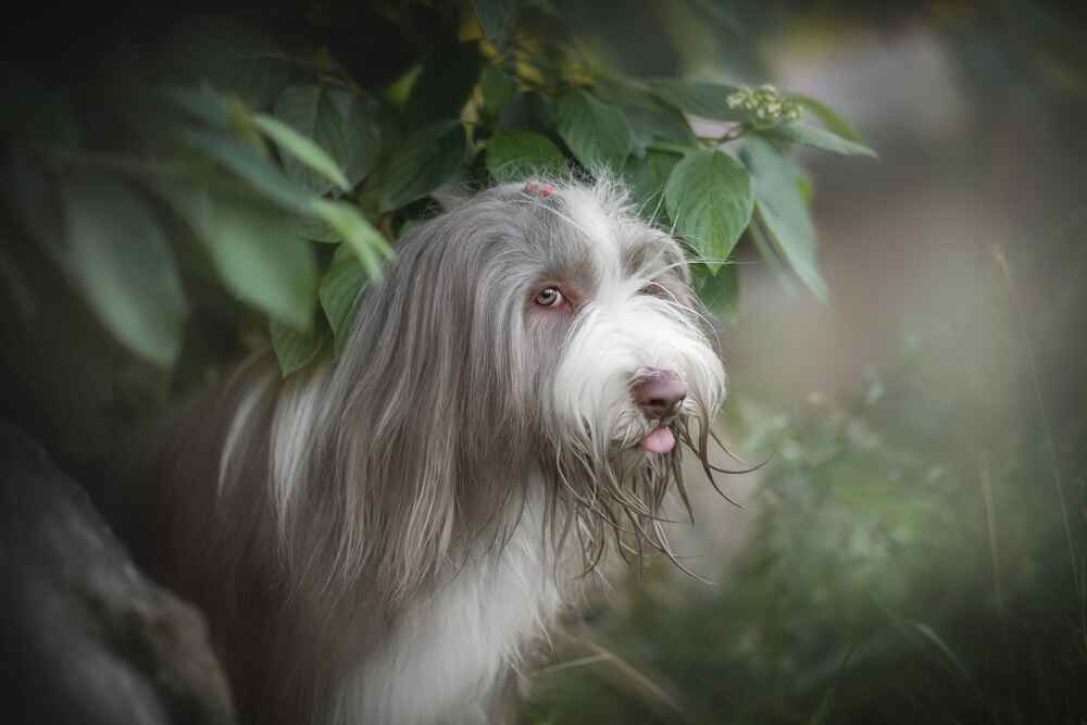 Смешной бородатый колли