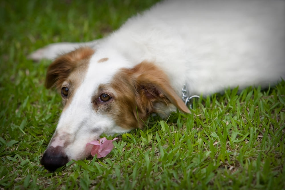Borzoi 