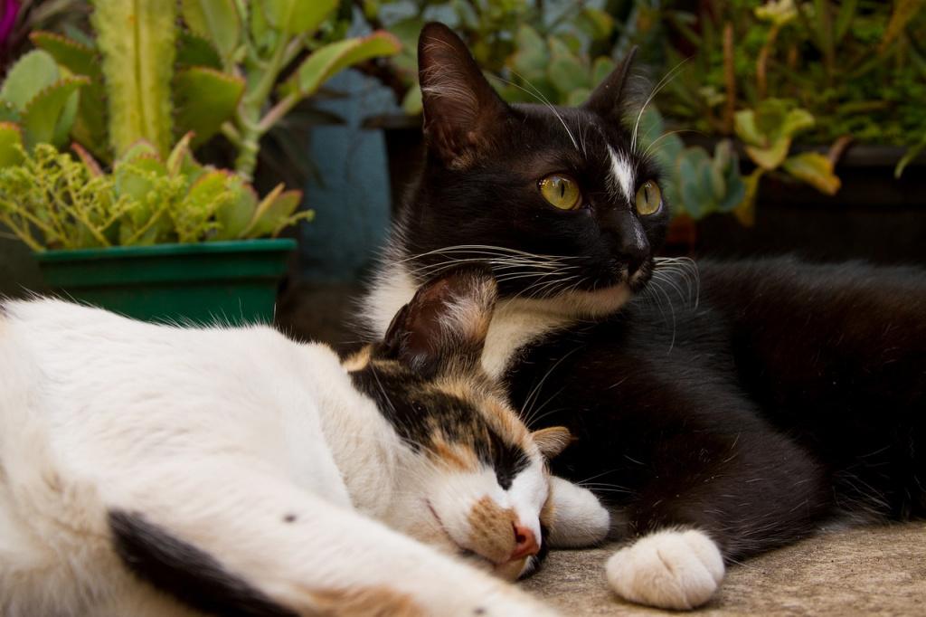 Окрасы кошек с фотографиями и названиями: от распространенных до редких