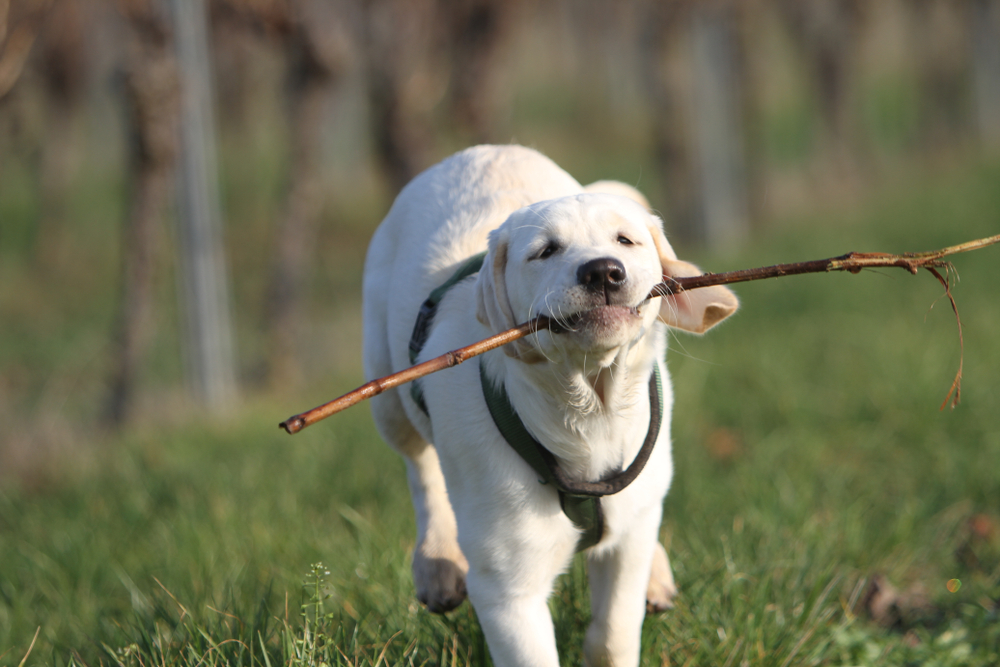 Белый щенок лабрадора с палкой