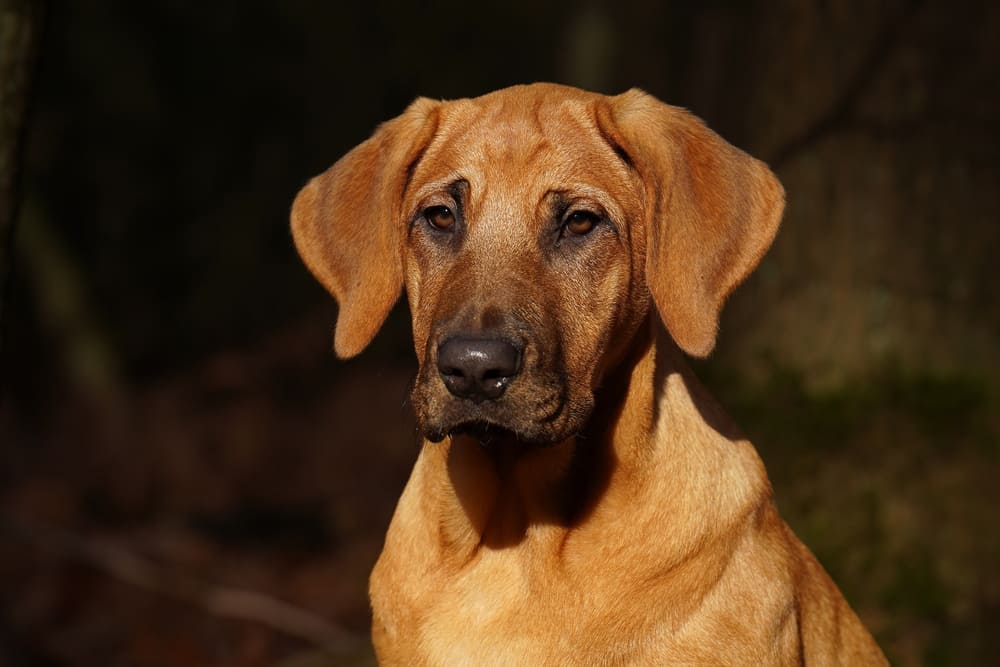 Брохольмер бежит по снегу