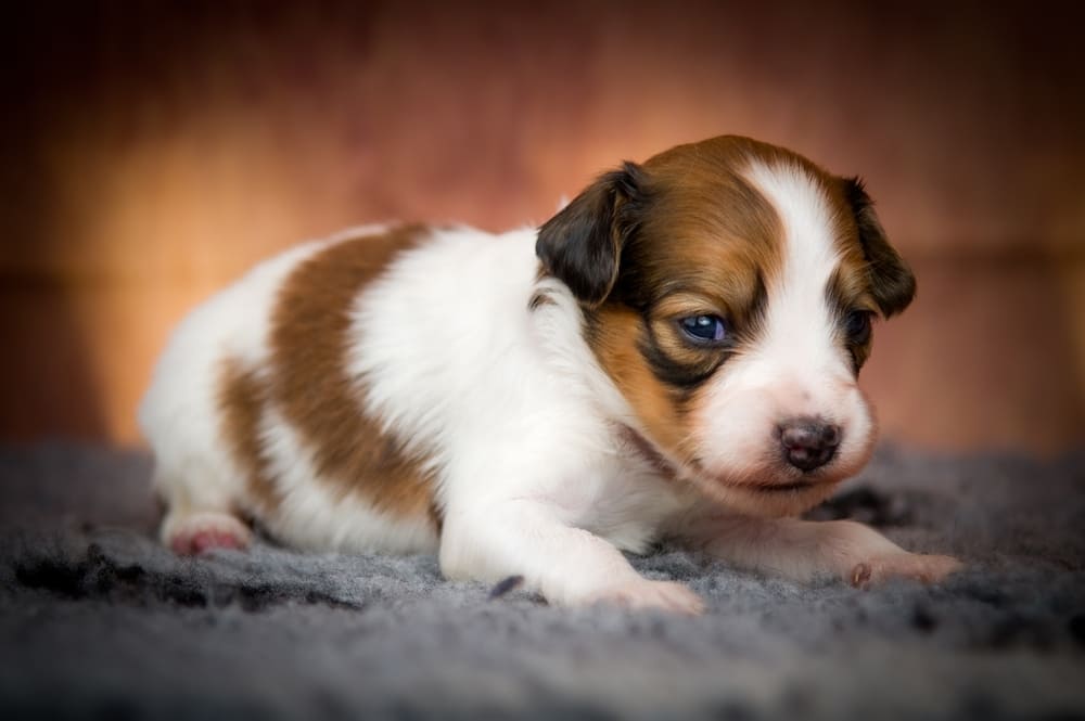 Коикерхондье сидит