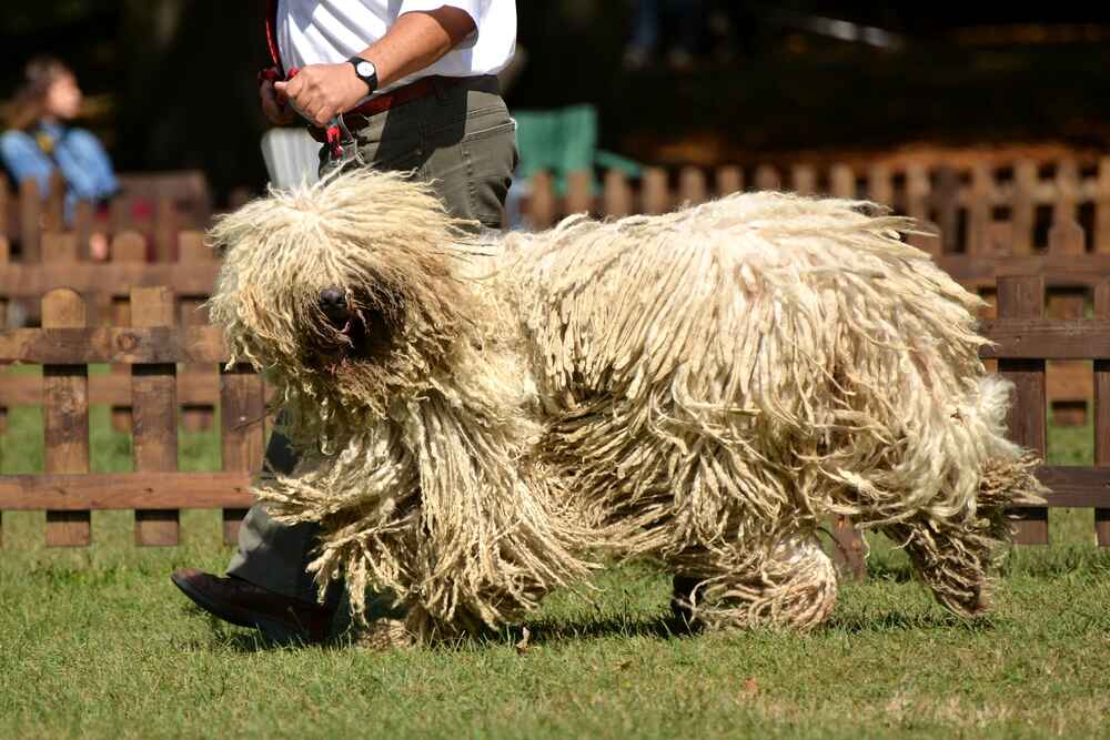 Красивый комондор