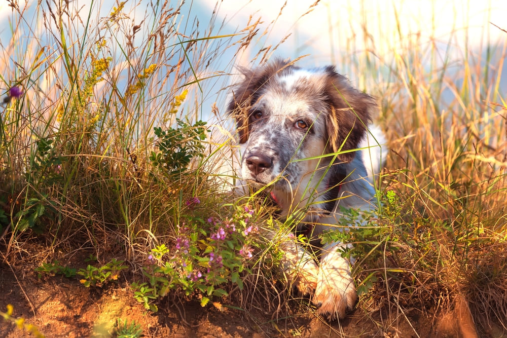 Болгарская овчарка в поле