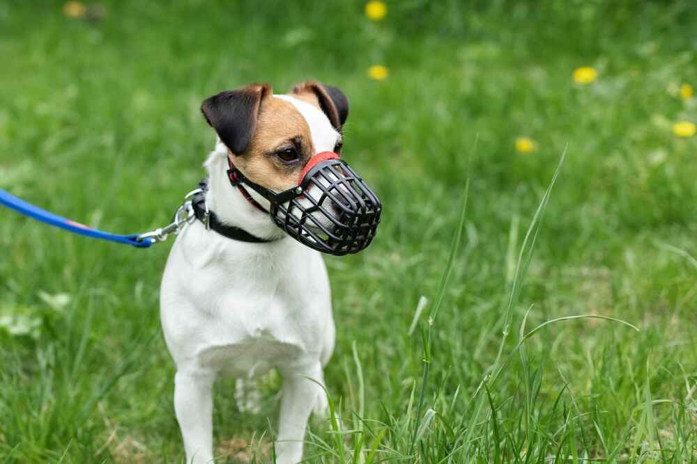 Изображениe — Собака парсон Собака парсон