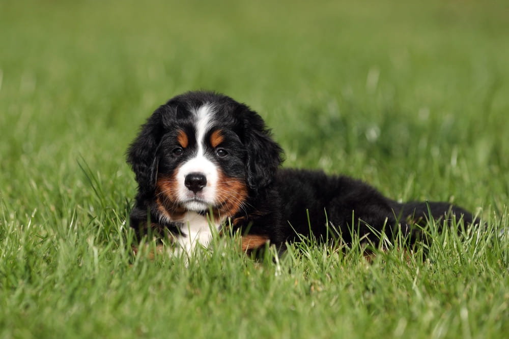 Это щенок зенненхунда