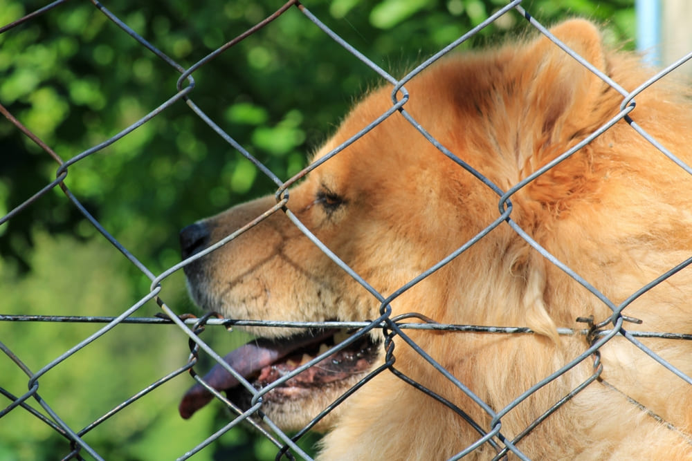 Евразиер рыжего окраса