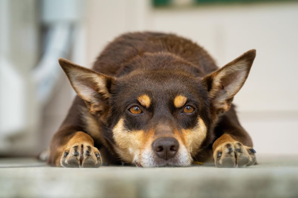 Австралийский келпи коричневого окраса
