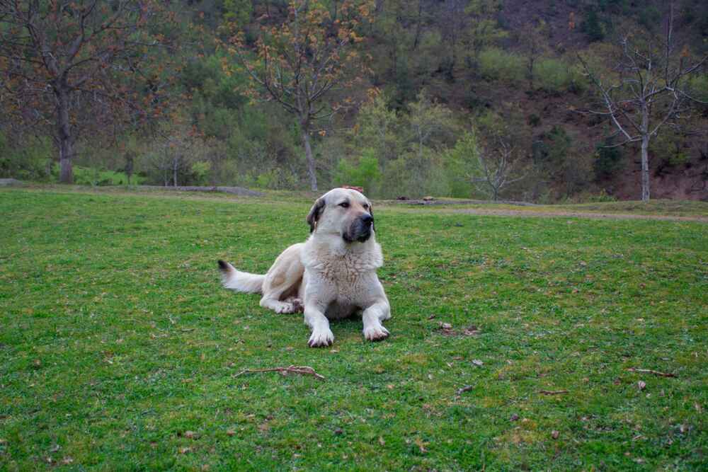Турецкий кангал на траве