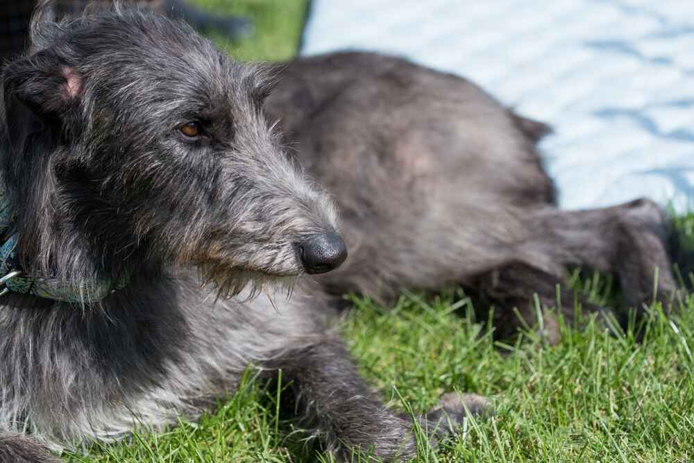 Дирхаунд лежит на траве