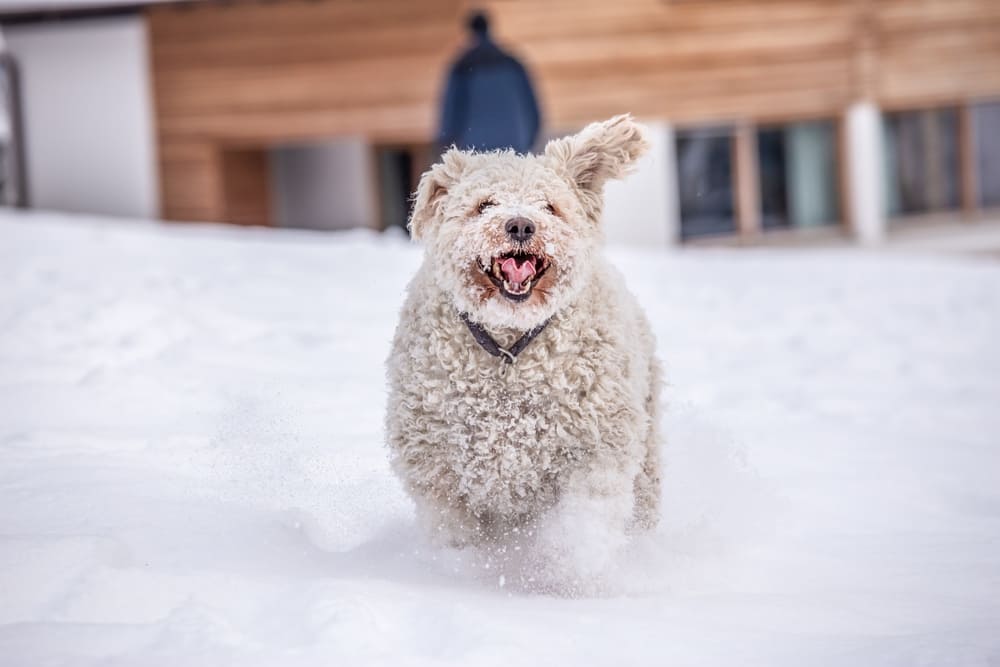 Собака пуми играет в снегу