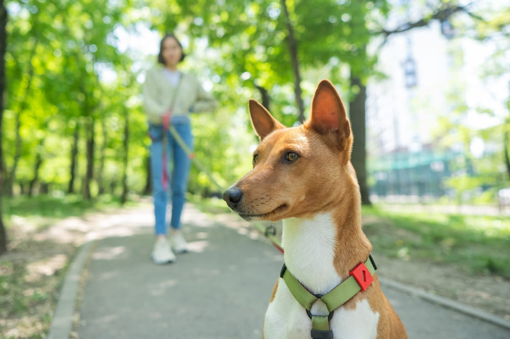 Басенджи гуляет