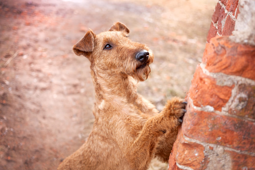 Ирландский терьер со стрижкой