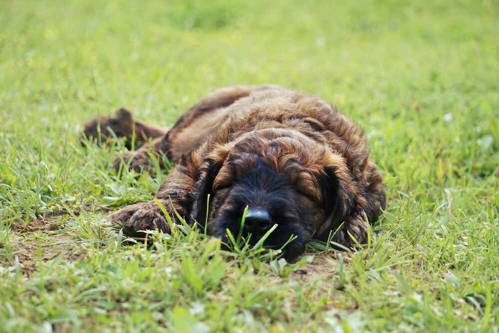 Щенок бриара лежит на траве