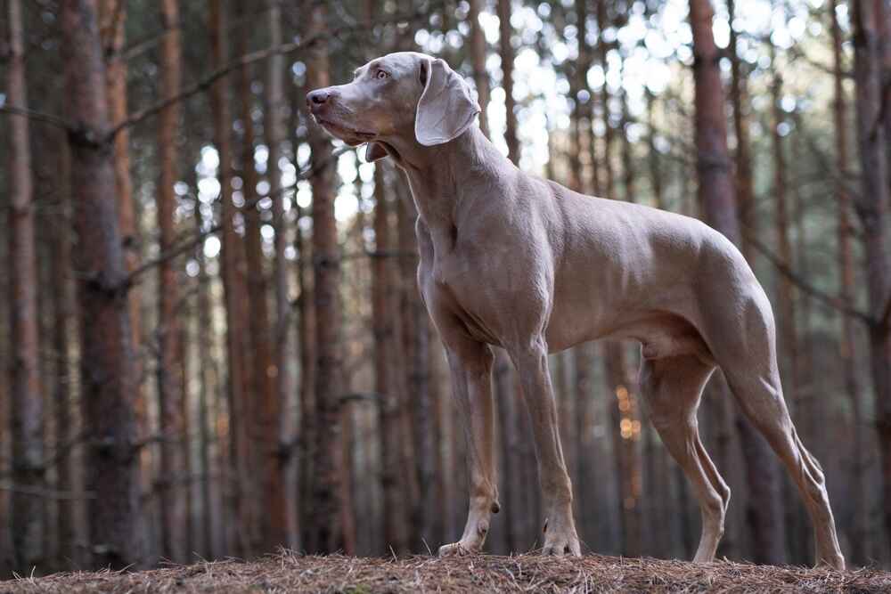Красивая собака веймаранер