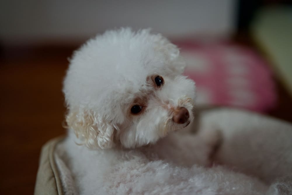 Bichon frise