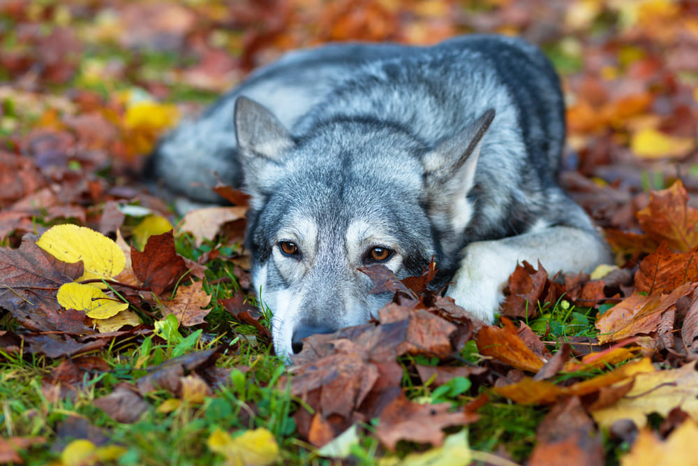 Волчья собака Сарлоса лежит на листьях