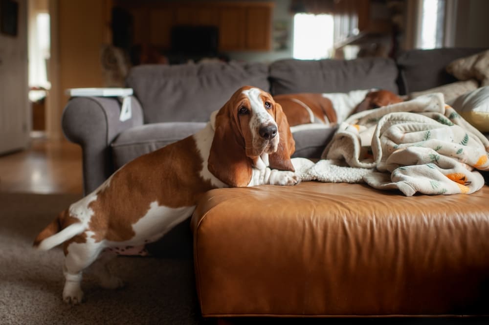 Порода собак бассет-хаунд