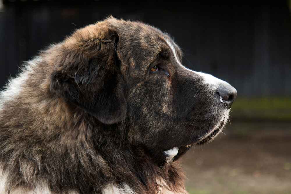 Самка пиренейского мастифа