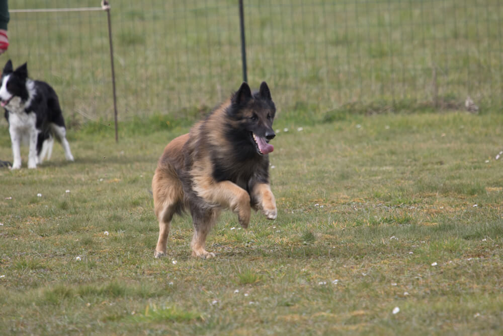 Тервюрен бежит по полю