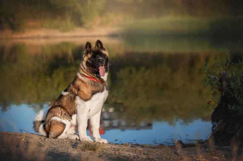 Американская акита