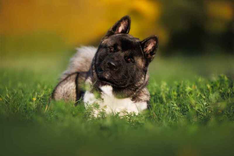 Американская акита на траве