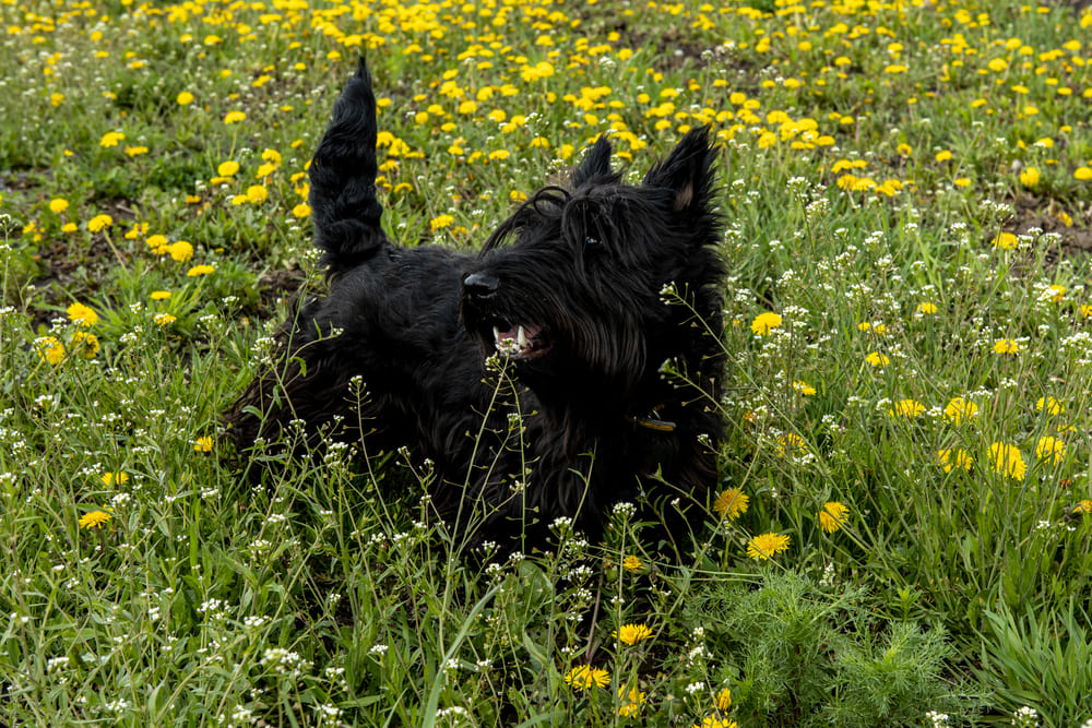 Scottish terrier