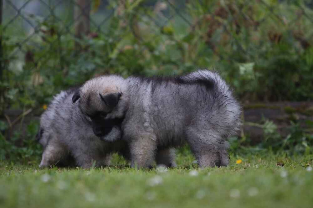 Милый щенок кеесхонда
