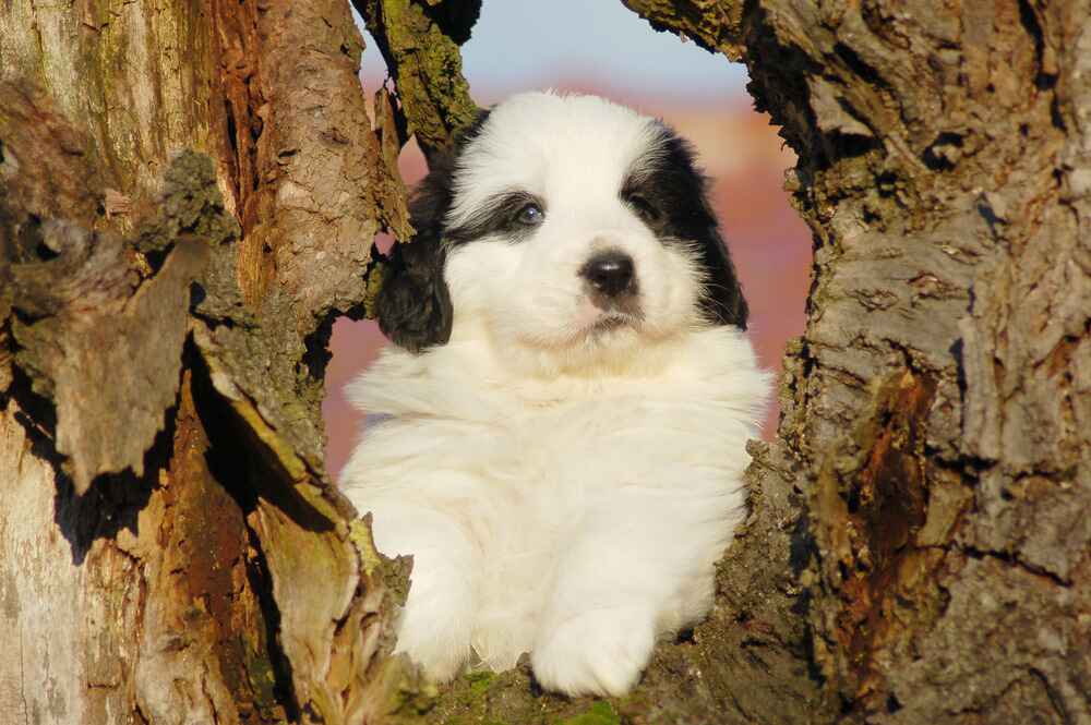 Белый щенок пиренейского мастифа