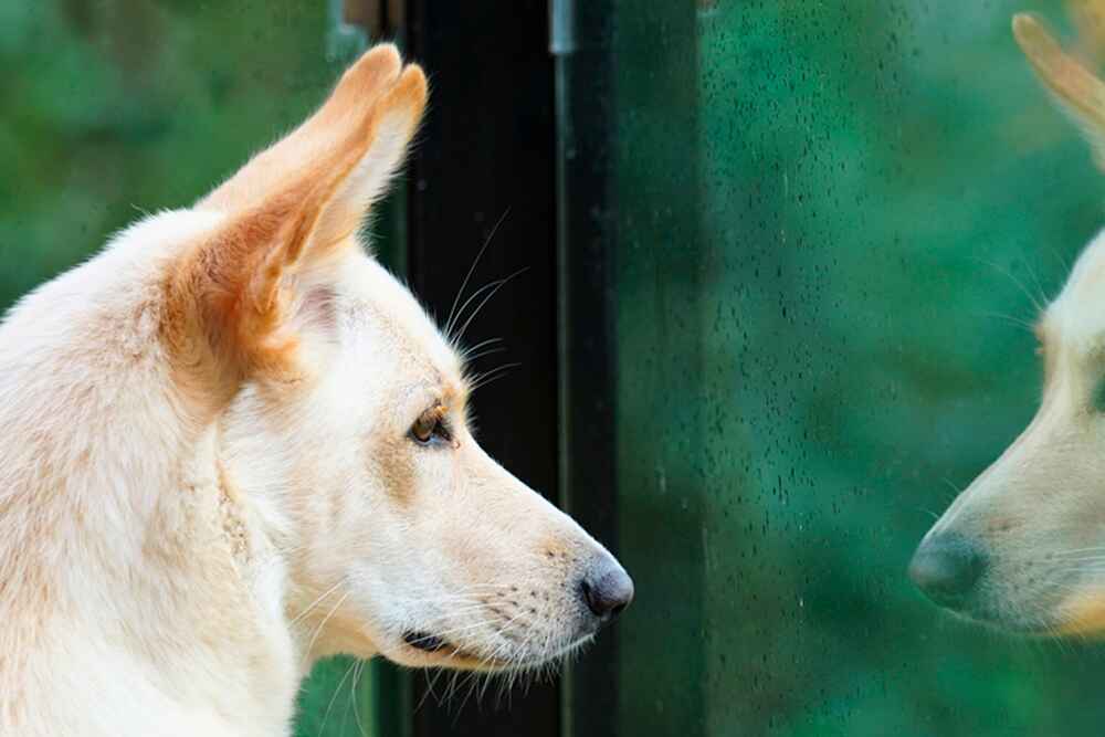 Восточно-сибирская лайка