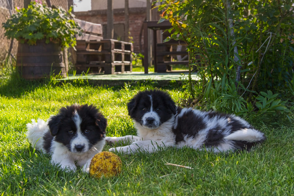 Два щенка болгарской овчарки