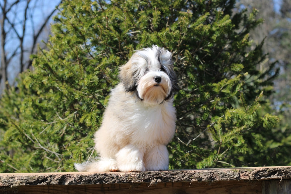 Малая львиная собака у ели