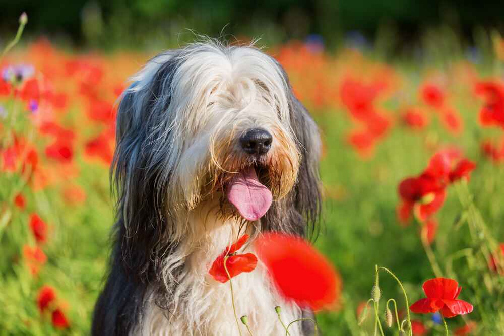 Бородатый колли в поле