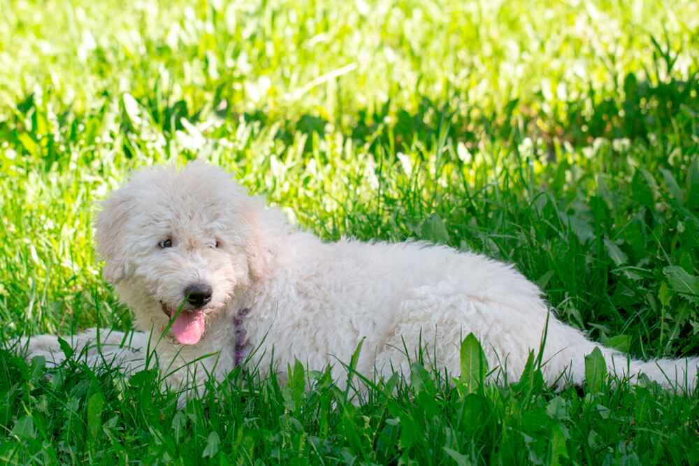 Комондор летом