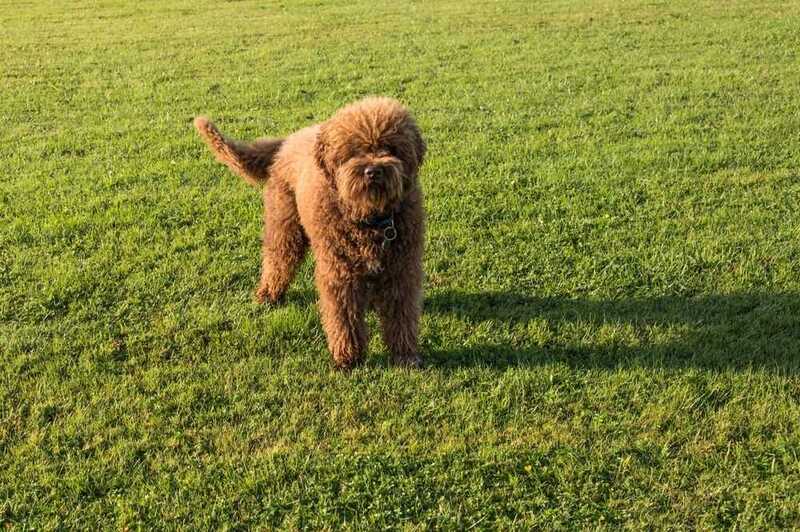 Французская водяная собака на траве