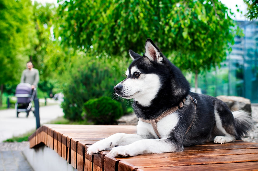 Мини-хаски в парке