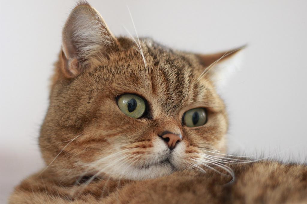 Чем британские кошки отличаются от шотландских: сравнение характеров и внешнего вида 