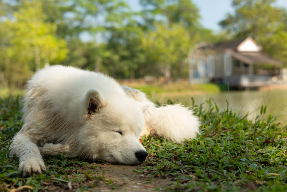 Какова история происхождения породы самоед?