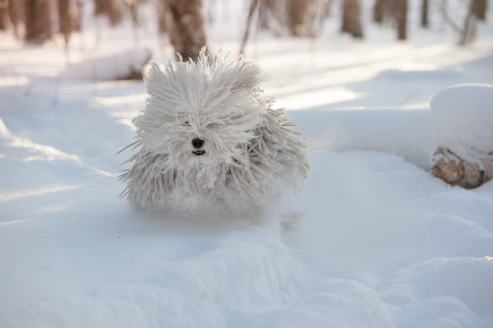 Порода пастушьих собак пули