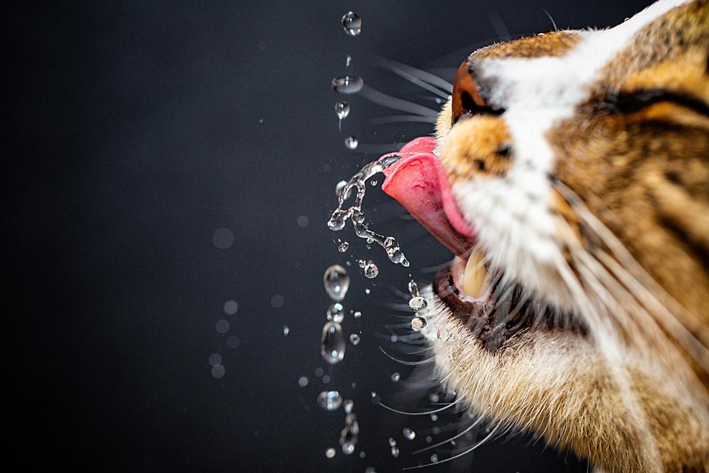 Кошка вода нос. Кот в воде. Кот пьет воду. Кошка пьёт воджу. Питье для кошек.